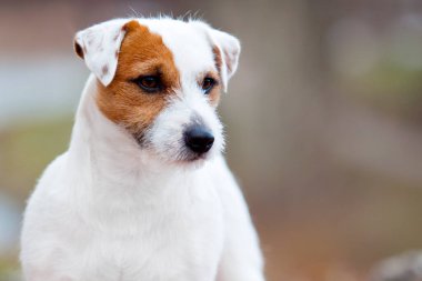 Jack Russell Terrier köpek