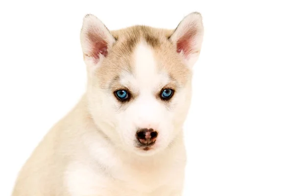 Ritratto Coperto Simpatico Cucciolo Husky — Foto Stock