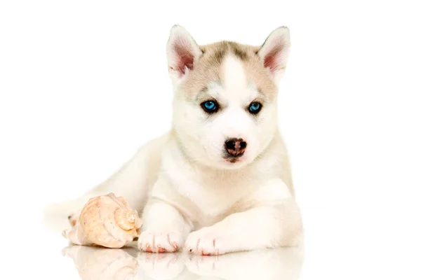 Ritratto Coperto Simpatico Cucciolo Husky — Foto Stock