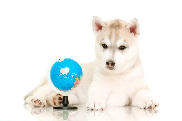 Indoor Portrait Cute Husky Puppy — Stock Photo, Image