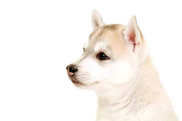 귀여운 허스키 강아지의 — 스톡 사진