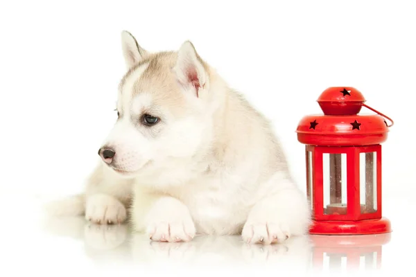 Retrato Interior Lindo Cachorro Husky — Foto de Stock