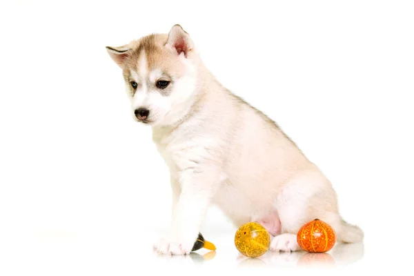 Indoor Portrait Cute Husky Puppy — Stock Photo, Image