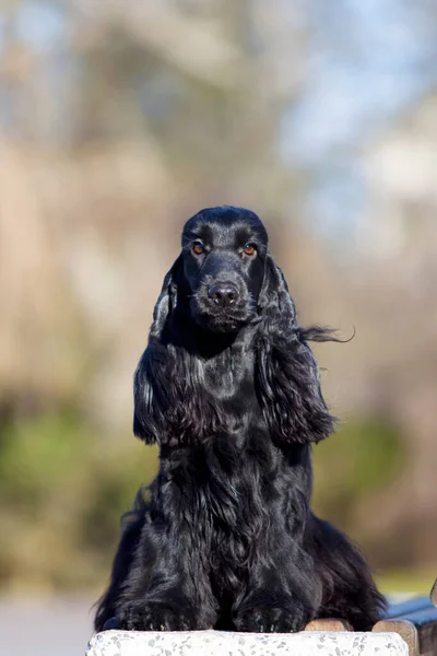 Красивий Чорний Півень Спанієль Собака Відкритому Повітрі — стокове фото