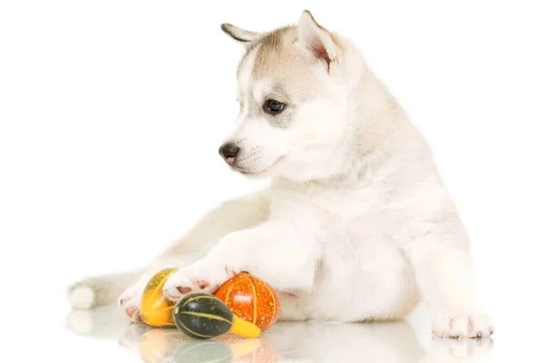 Retrato Interior Lindo Cachorro Husky — Foto de Stock