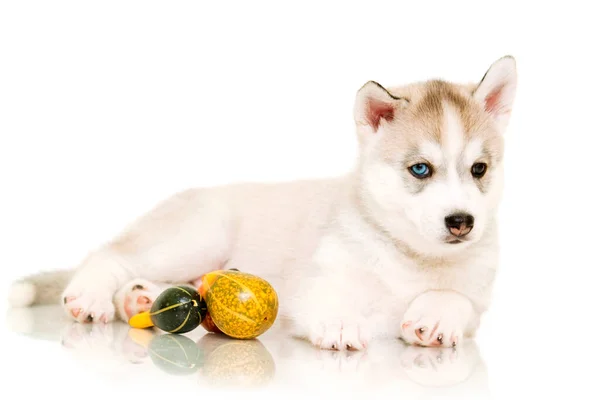 Retrato Interior Lindo Cachorro Husky —  Fotos de Stock