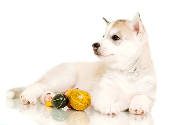 Indoor Portrait Cute Husky Puppy — Stock Photo, Image