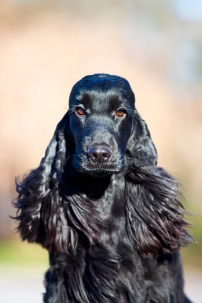 美しいブラックコッカースパニエル犬屋外 — ストック写真