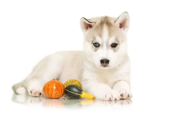 Innenporträt Des Niedlichen Husky Welpen — Stockfoto