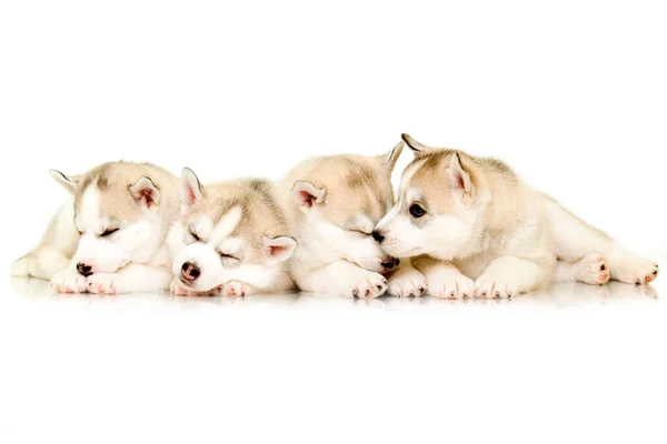 Husky Filhotes Perto Fundo Branco — Fotografia de Stock