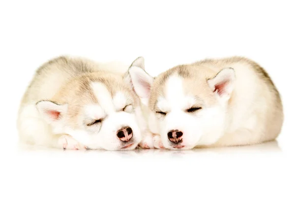 Husky Cachorros Cerca Sobre Fondo Blanco —  Fotos de Stock