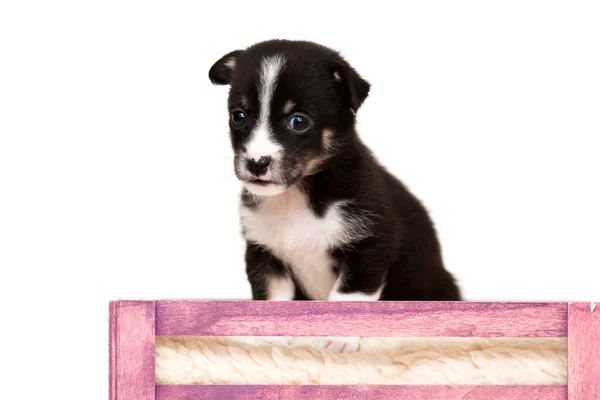 Australian Shepherd Puppy Close — Stock Photo, Image