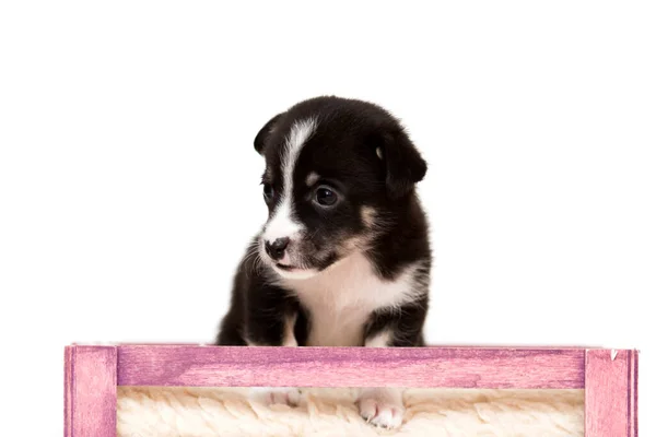 Australiano Pastor Cachorro Cerca — Foto de Stock