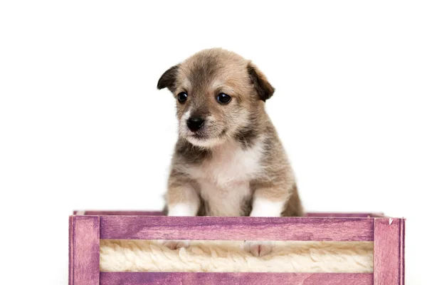 American Shepherd Puppy Close — Stock Photo, Image
