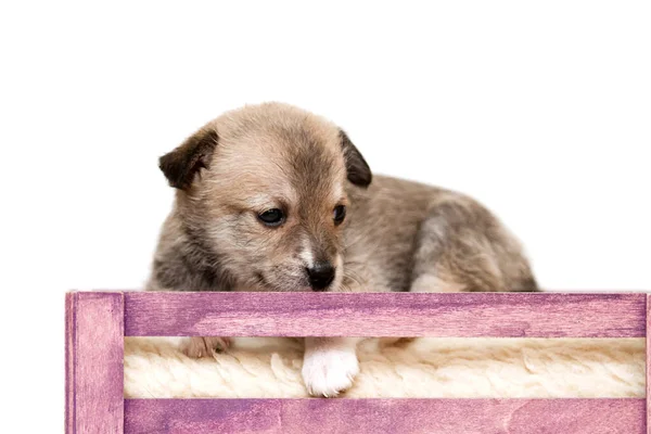 American Shepherd Puppy Close — Stock Photo, Image