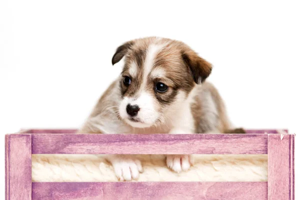 American Shepherd Puppy Close — Stock Photo, Image