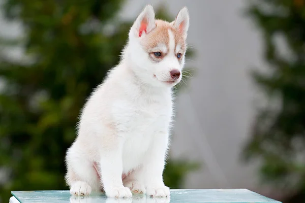 Siberian Husky Puppy Outdoors — Stock Photo, Image