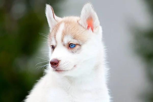 Siberische Husky Puppy Buiten — Stockfoto