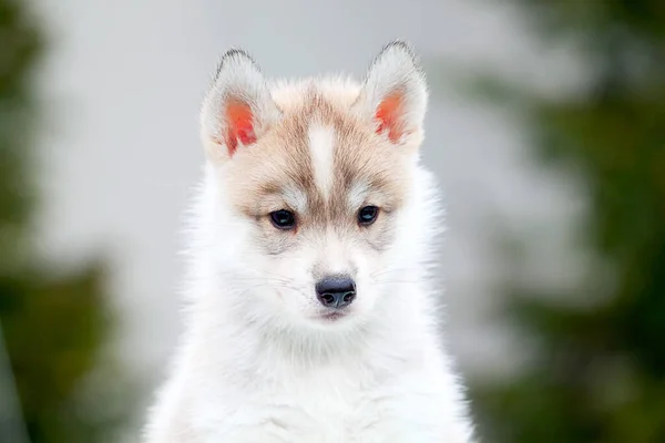 Siberian Husky Welpen Freien — Stockfoto