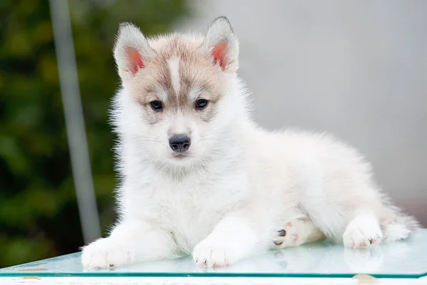 Chiot Husky Sibérie Extérieur — Photo