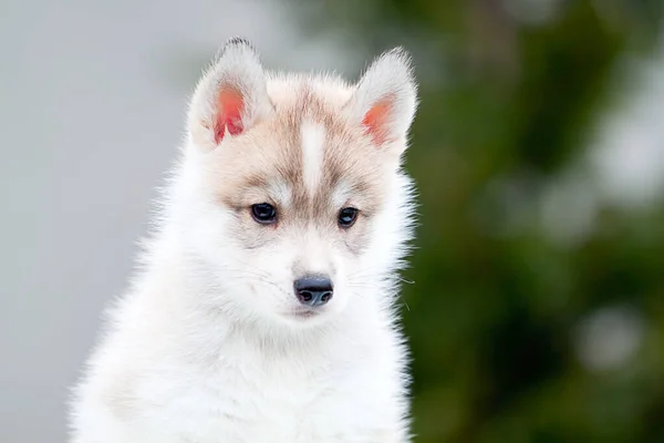 Siberische Husky Puppy Buiten — Stockfoto