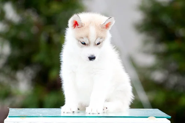 Σιβηρίας Husky Κουτάβι Εξωτερικούς Χώρους — Φωτογραφία Αρχείου