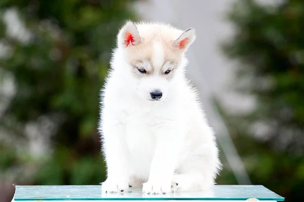 Σιβηρίας Husky Κουτάβι Εξωτερικούς Χώρους — Φωτογραφία Αρχείου