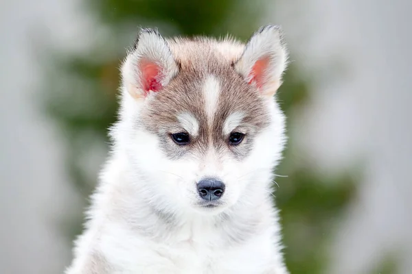 Siberische Husky Puppy Buiten — Stockfoto