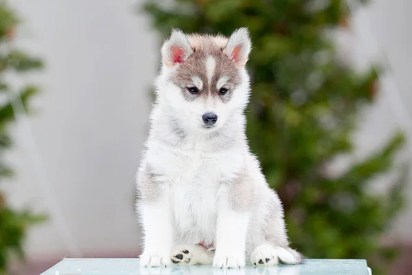 Siberian Husky Welpen Freien — Stockfoto