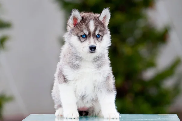 Cachorrinho Husky Siberiano Livre — Fotografia de Stock