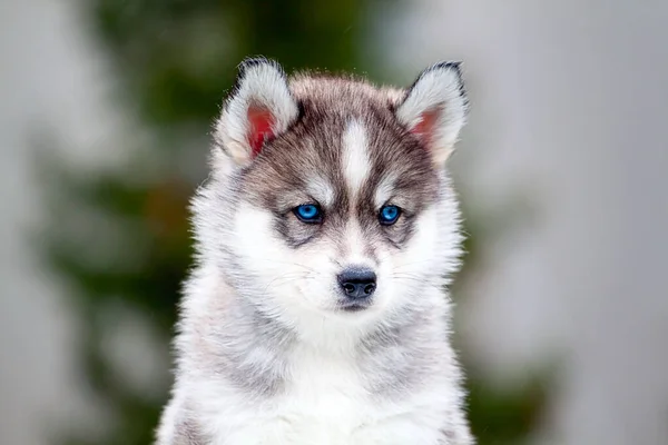 Chiot Husky Sibérie Extérieur — Photo