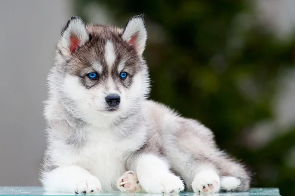 Siberische Husky Puppy Buiten — Stockfoto