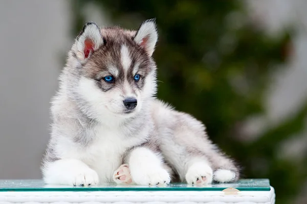 Siberische Husky Puppy Buiten — Stockfoto