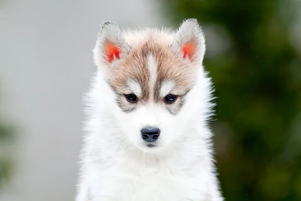 シベリアハスキー子犬屋外 — ストック写真