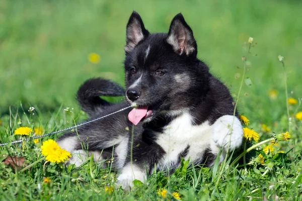 Sibirien Husky Valp Utomhus — Stockfoto