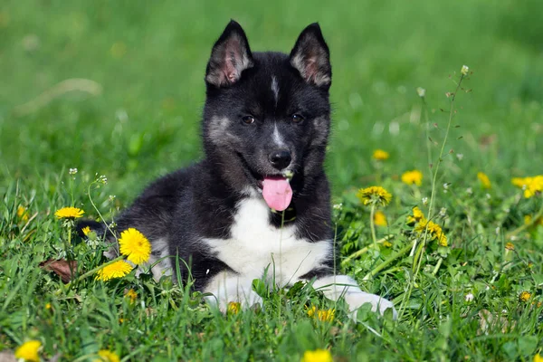 Syberyjski Szczeniak Husky Zewnątrz — Zdjęcie stockowe