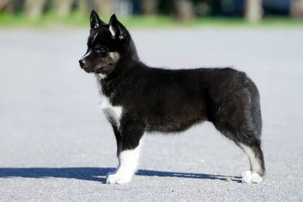 Cachorrinho Husky Siberiano Livre — Fotografia de Stock