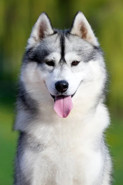 Adorável Cão Husky Siberiano Livre — Fotografia de Stock