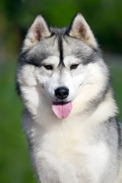 Schattige Siberische Husky Hond Buiten — Stockfoto