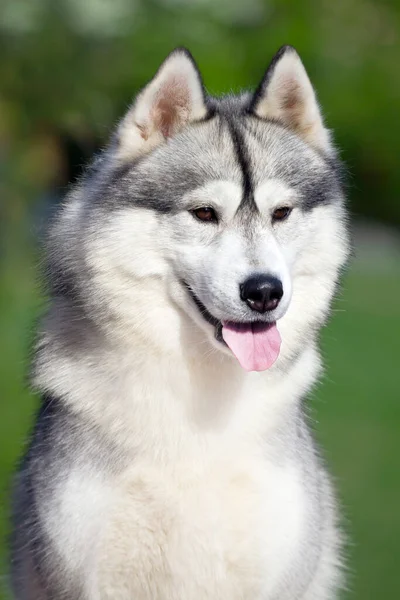 Anjing Serak Siberian Yang Menggemaskan Luar Rumah — Stok Foto