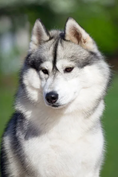 Adorabile Cane Husky Siberiano All Aperto — Foto Stock