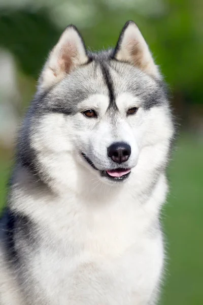 Αξιολάτρευτο Σκυλί Husky Σιβηρίας Εξωτερικούς Χώρους — Φωτογραφία Αρχείου