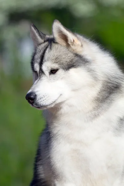 Adorable Perro Husky Siberiano Aire Libre —  Fotos de Stock