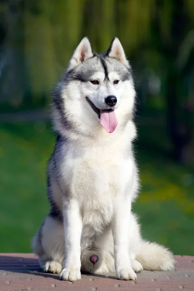 Entzückender Sibirischer Husky Hund Freien — Stockfoto