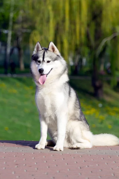 Αξιολάτρευτο Σκυλί Husky Σιβηρίας Εξωτερικούς Χώρους — Φωτογραφία Αρχείου