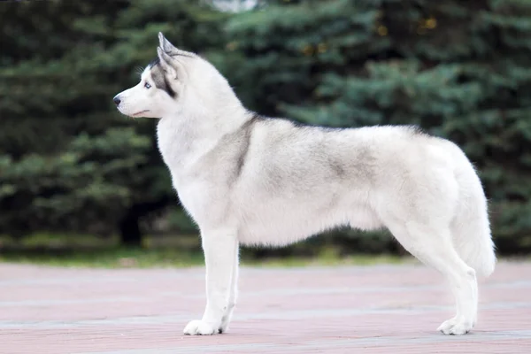 Bedårande Sibirisk Husky Hund Utomhus — Stockfoto