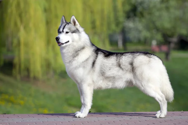 Entzückender Sibirischer Husky Hund Freien — Stockfoto