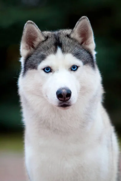 Skjønn Sibirsk Huskyhund Utendørs – stockfoto