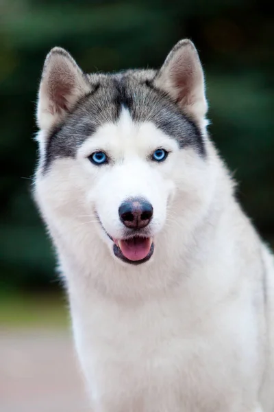 Uroczy Syberyjski Husky Pies Zewnątrz — Zdjęcie stockowe