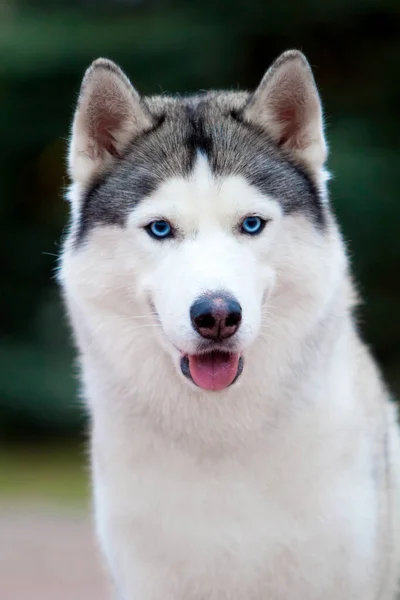 Αξιολάτρευτο Σκυλί Husky Σιβηρίας Εξωτερικούς Χώρους — Φωτογραφία Αρχείου